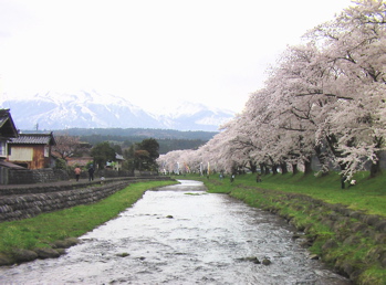 中山堤の桜