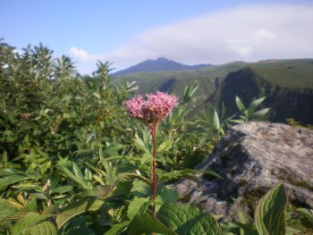 花と鳥海山